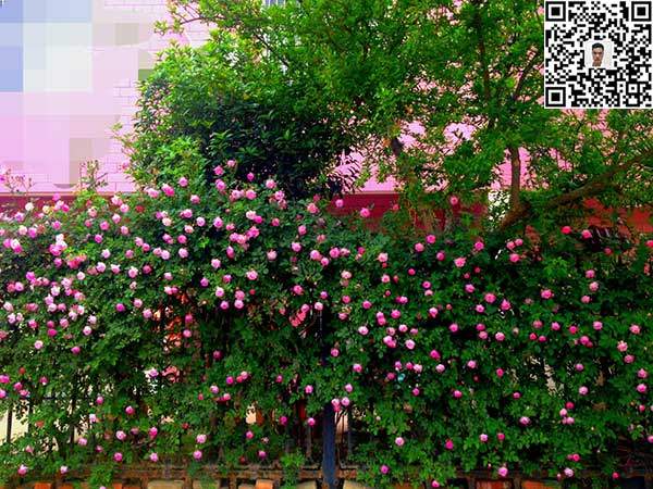 薔薇花苗