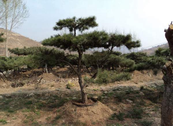 造型黑松樹哪里便宜？哪家的質量好？
