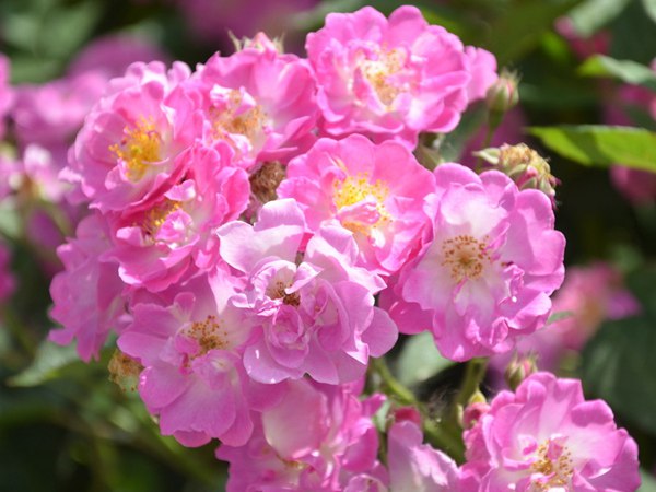 哪里有薔薇花苗賣？薔薇花苗批發(fā)