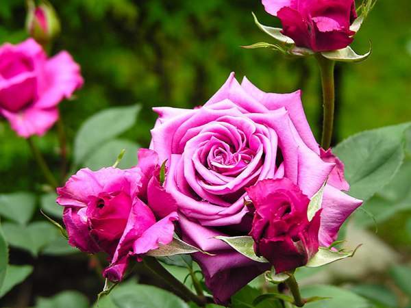 哪里有薔薇花苗賣？薔薇花苗批發(fā)