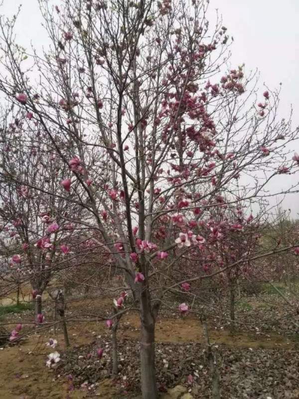 紫玉蘭開花圖片 紫玉蘭開花圖片
