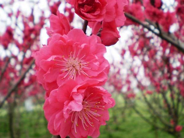 紅梅花一般什么時(shí)候開花？