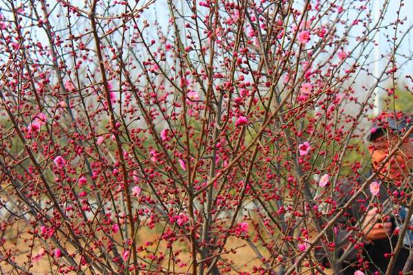 春季即將盛開(kāi)的紅梅樹(shù) 春季即將盛開(kāi)的紅梅樹(shù)
