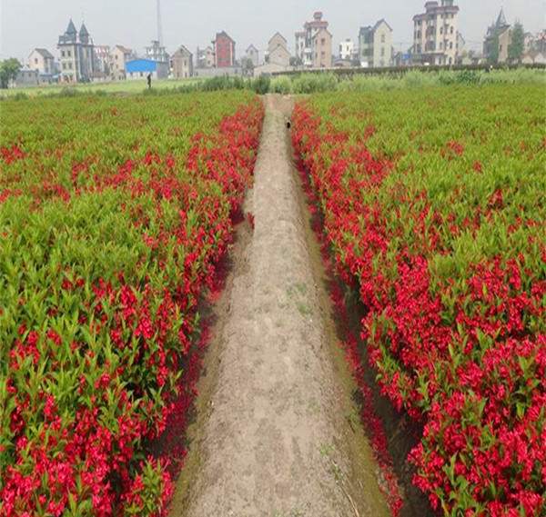 紅王子錦帶基地--長(zhǎng)景園林 紅王子錦帶基地--長(zhǎng)景園林