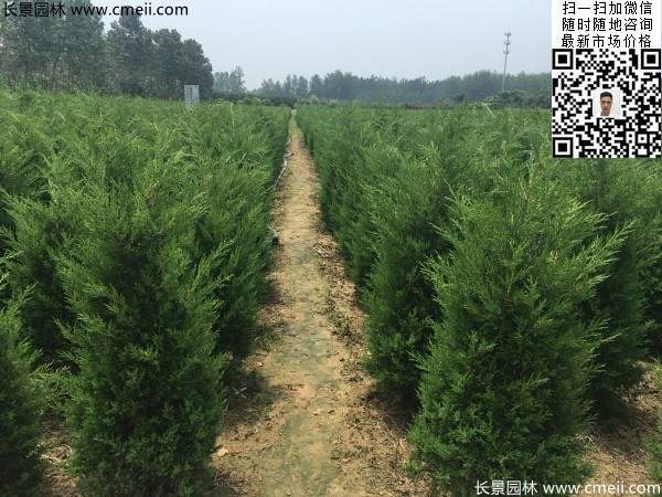 高度1米1.2米蜀檜精品苗優(yōu)惠價(jià)格出售 高度1米1.2米蜀檜精品苗優(yōu)惠價(jià)格出售