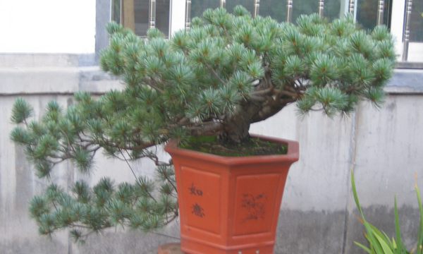 五針?biāo)稍煨?/> </p><p>
	五針?biāo)芍仓贻^矮，生長緩慢，葉短枝密，姿態(tài)高雅，樹形優(yōu)美，是制作盆景的上乘樹種，制作出的五針?biāo)傻脑煨颓ё税賾B(tài)，觀賞性非常好。</p>
      </div>



      
    </article>
  </main>

</div>
<footer id=