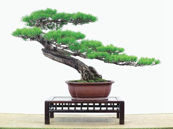 有著百變造型之王的五針?biāo)墒窃鯓訜挸傻?/><br/></div><p><strong>(1)取、審材</strong><br/>我國引種栽培五針?biāo)?,由于結(jié)實少,且多發(fā)育不良,種粒<a href='http://www.guerniss.com.cn/huahaijianshe/138890.html' target='_blank'>發(fā)芽率</a>低,故多采用嫁接法繁殖。<br/>盆栽五針?biāo)?,是制作五針?biāo)膳杈暗闹饕牧稀K母?,可否顯露,樁干有無彎度,哪些地方突出好看,都要仔細(xì)審視一番。通過審材,找出好觀賞面。五針?biāo)捎^賞價值高低,在于姿色的奇妙與否。通過審材,進行藝術(shù)取舍,決定部分根、枝、干、針葉的去留。<br/><strong>(2)上盆</strong><br/>①選盆:五針?biāo)勺藨B(tài)清秀古雅、翠葉蔥籠,宜用外型古雅,色澤深沉的紫砂陶盆。懸崖式用中深圓形盆或正方盆;斜干式、直干式則用長方形盆或橢圓盆;曲干式用稍深的馬槽盆;合栽式用較淺長方形盆,其大小可視樹形而選定。<br/>②用土:栽植五針?biāo)傻呐柰烈擞觅|(zhì)地疏松、肥沃的微酸性土,按輕壤60%,砂土3o%a與腐殖土to%的比例以及腐熟餅肥1份混合使用,PH值5-6最宜。<br/>③栽植:五針?biāo)缮吓柙灾惨源杭拘氯~吐芽前3月左右最好,也可在秋季新枝成長后8月中旬至9月進行。上盆前修剪傷根、爛根,剪短粗根,在剪口上涂蠟,以防松脂外流。栽時盆土要稍干,盆底墊一層碎瓦片及粗砂之類,以利排水透氣。<br/>④造型與布局:五針?biāo)芍l自然形成層片,層次分明,線條清晰;生長緩慢,枝干上無不定芽萌發(fā),因此不耐修剪。粗枝不易屈曲,蟠扎造型必須從幼齡樹開始,五針?biāo)稍煨蛻?yīng)以吊扎為主,結(jié)合修剪,作為基本方法。<br/>制作五針?biāo)膳杈?,和其它?盆栽五針?biāo)桑侵谱魑遽標(biāo)膳杈暗闹饕牧?。它的根爪,可否顯露,樁干有無彎度,哪些地方突出好看,都要仔細(xì)審視一番。通過審材,找出好觀賞面。五針?biāo)捎^賞價值高低,在于姿色的奇妙與否。通過審材,進行藝術(shù)取舍,決定部分根、枝、干、針葉的去留。<br/><br/><strong>制作五針?biāo)膳杈埃推渌杈耙粯?,要注重盆面的布局,要講究自然,給人以舒適的美感。</strong><br/>盆面布局,應(yīng)有疏有密,或“疏能走馬”,或“密不通風(fēng)”。要突出主體,在一盆中,合栽幾株五針?biāo)?,要突出主體,其余則為烘托與陪襯。<br/>盆面布局,要講究層次,這在盆中表現(xiàn)為粗細(xì)、大小的對比。細(xì)到一枝一根上下功夫,使之形象生動,景中有景。樹樁的枝干、針片,各占盆面多少位置,樹、石、亭、橋、屋宇、人物小品等配件的大小,要精心安排,恰到好處,突出盆景主題??傊浞诌\用藝術(shù)造型和造景手法以提高盆景的整體藝術(shù)美。<br/><br/></p><div align=