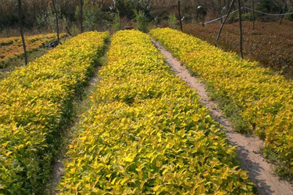 紅瑞木基地 紅瑞木基地