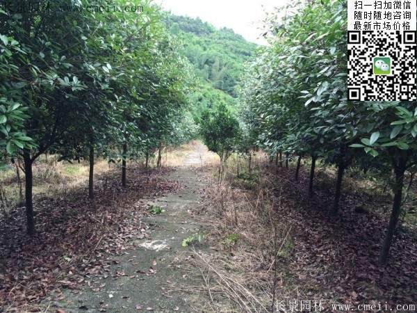 紅葉石楠樹--長(zhǎng)景園林 紅葉石楠樹--長(zhǎng)景園林