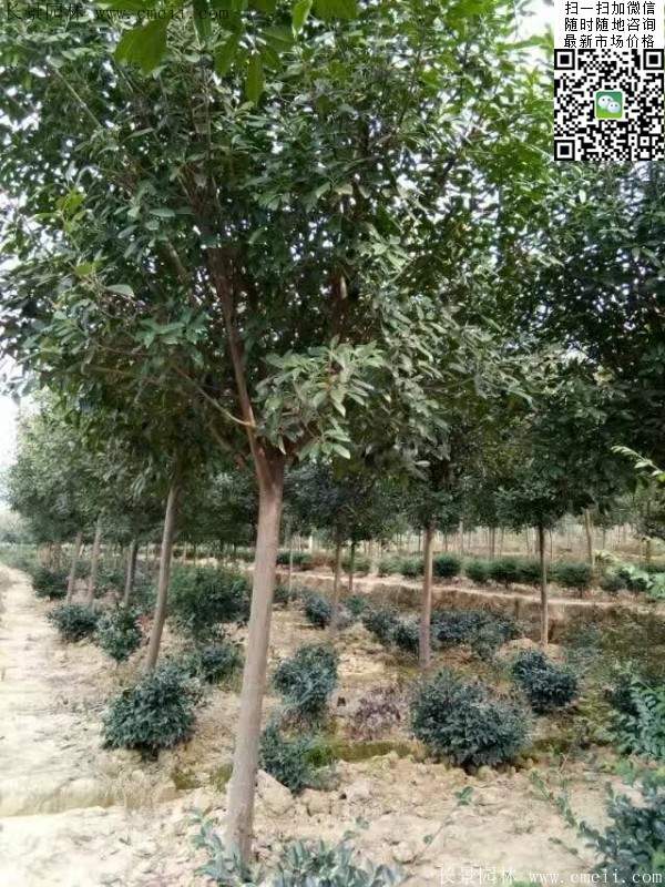 紅葉石楠樹--長(zhǎng)景園林 紅葉石楠樹--長(zhǎng)景園林