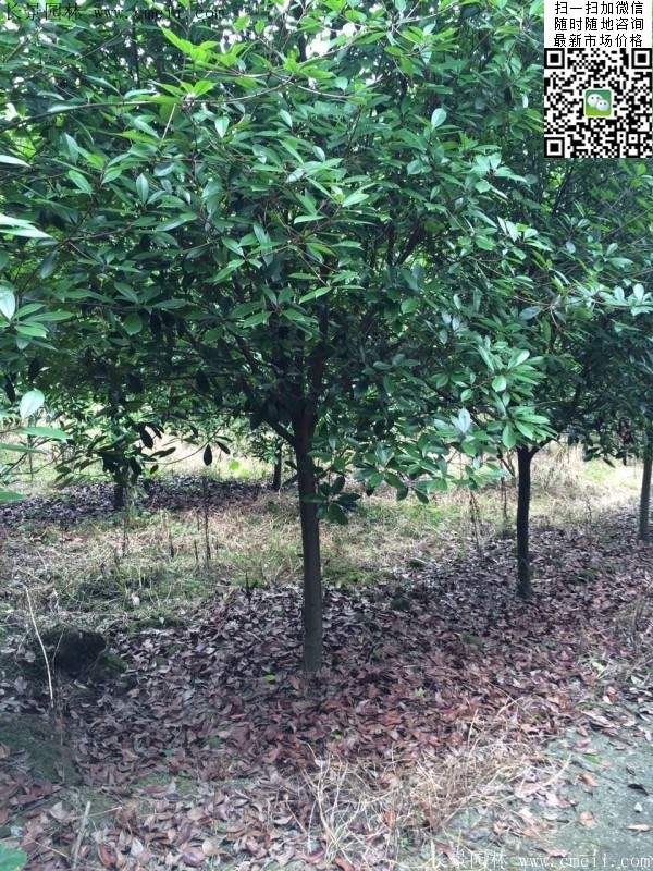 紅葉石楠樹--長(zhǎng)景園林 紅葉石楠樹--長(zhǎng)景園林