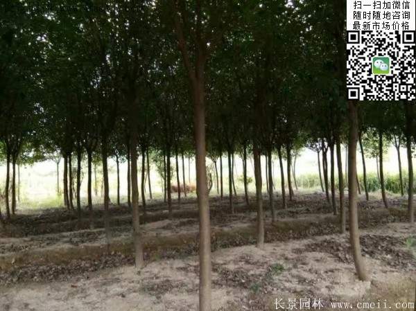 紅葉石楠樹--長(zhǎng)景園林 紅葉石楠樹--長(zhǎng)景園林
