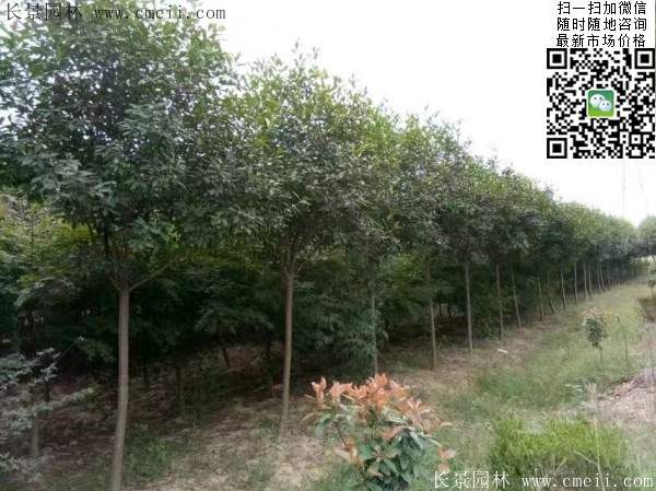 紅葉石楠樹--長(zhǎng)景園林 紅葉石楠樹--長(zhǎng)景園林