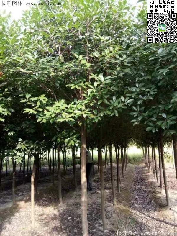 紅葉石楠樹--長(zhǎng)景園林 紅葉石楠樹--長(zhǎng)景園林
