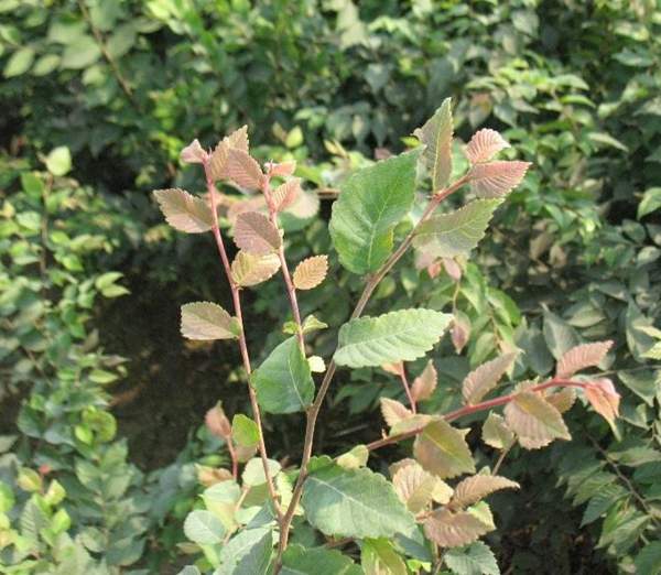 櫸樹(shù)綠化