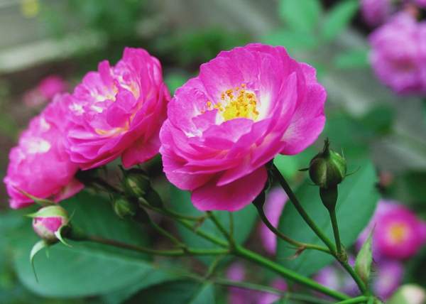 沭陽(yáng)薔薇苗 沭陽(yáng)薔薇苗