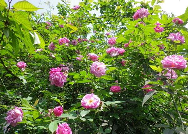 沭陽(yáng)薔薇苗 沭陽(yáng)薔薇苗