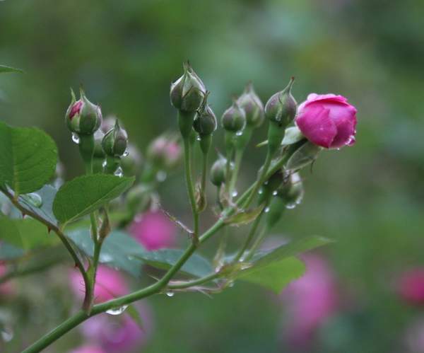 沭陽(yáng)薔薇苗 沭陽(yáng)薔薇苗