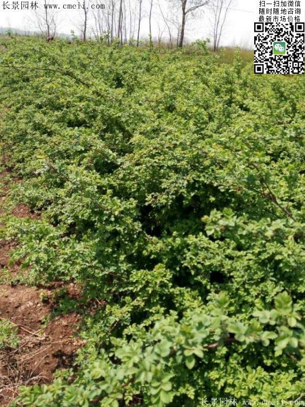 沭陽(yáng)薔薇花 沭陽(yáng)薔薇花