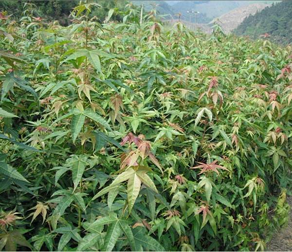 青楓樹(shù)的優(yōu)勢(shì) 青楓樹(shù)的優(yōu)勢(shì)