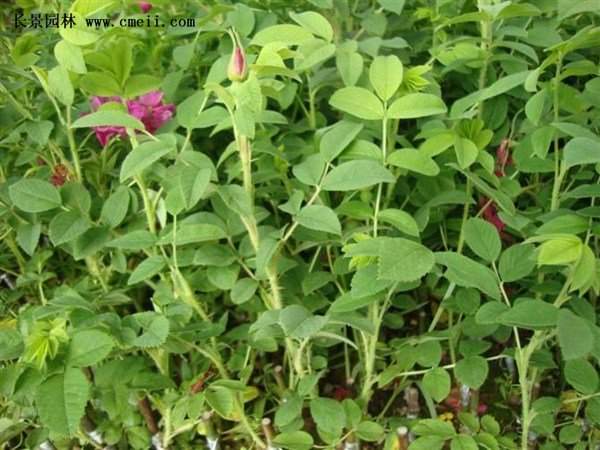 物美價(jià)廉的食用玫瑰在哪買(mǎi)？