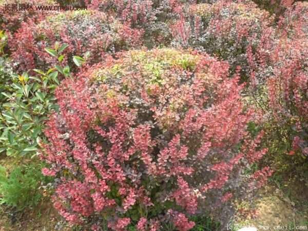 沭陽(yáng)基地的紅葉小檗苗、紅葉小檗球