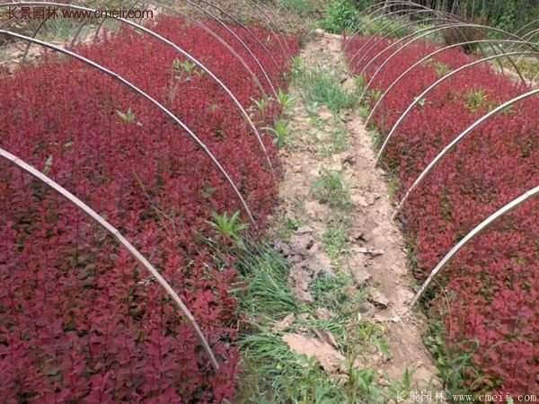 沭陽(yáng)基地的紅葉小檗苗、紅葉小檗球