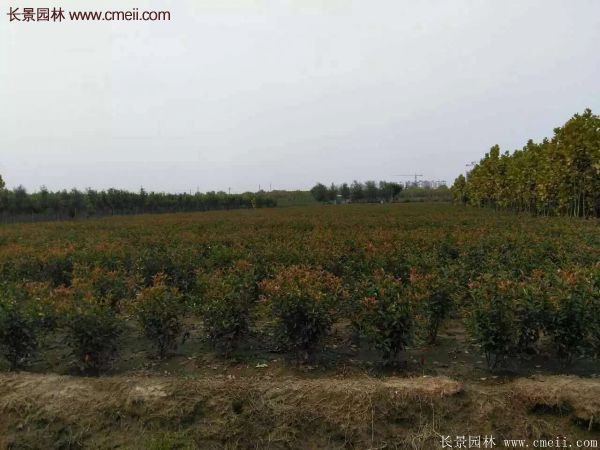 沭陽基地紅葉石楠各種規(guī)格的價格表 沭陽基地紅葉石楠各種規(guī)格的價格表