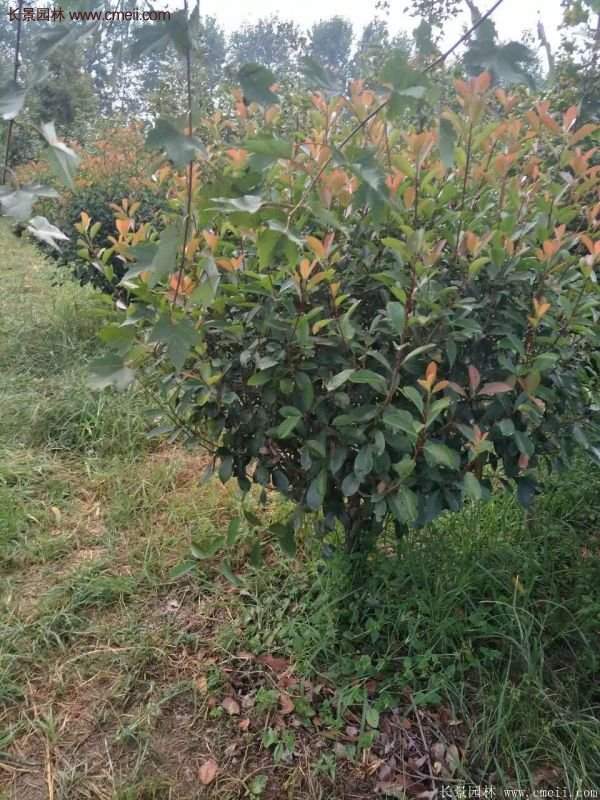 沭陽基地紅葉石楠各種規(guī)格的價格表 沭陽基地紅葉石楠各種規(guī)格的價格表