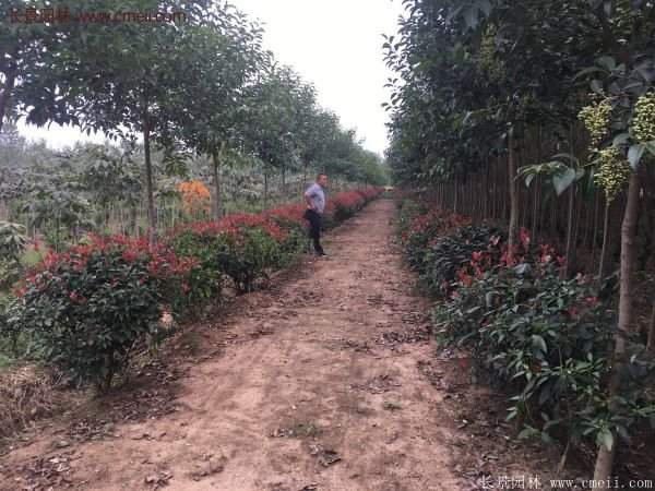 沭陽(yáng)紅葉石楠 沭陽(yáng)紅葉石楠