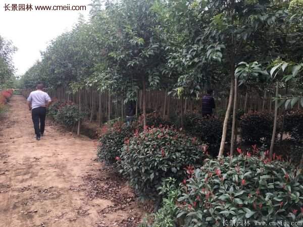 沭陽(yáng)紅葉石楠 沭陽(yáng)紅葉石楠