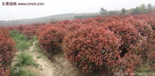沭陽(yáng)紅葉石楠 沭陽(yáng)紅葉石楠