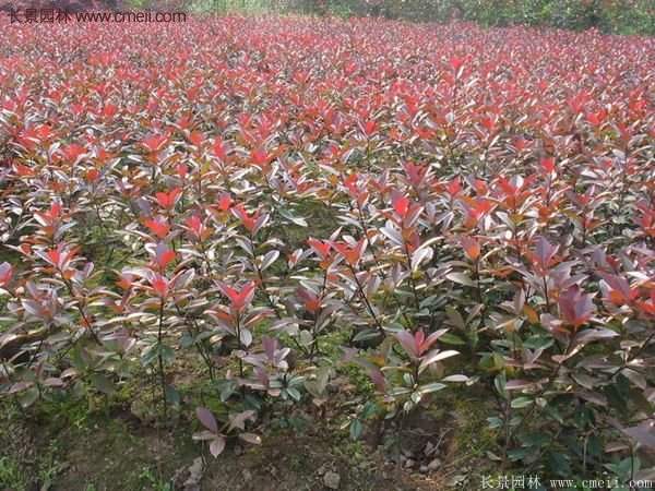 沭陽基地紅葉石楠的價格 沭陽基地紅葉石楠的價格