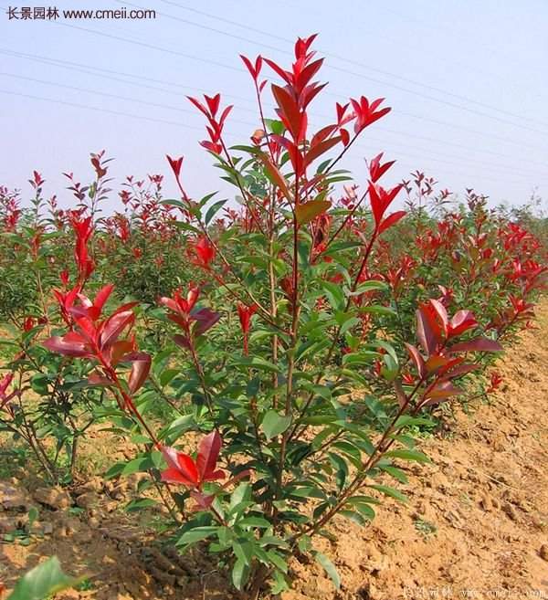 沭陽基地紅葉石楠的價格 沭陽基地紅葉石楠的價格