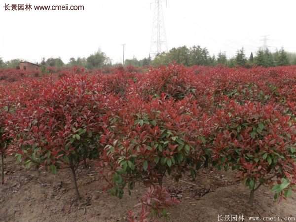 沭陽基地紅葉石楠的價格 沭陽基地紅葉石楠的價格