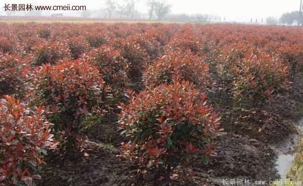 沭陽基地紅葉石楠的價格 沭陽基地紅葉石楠的價格