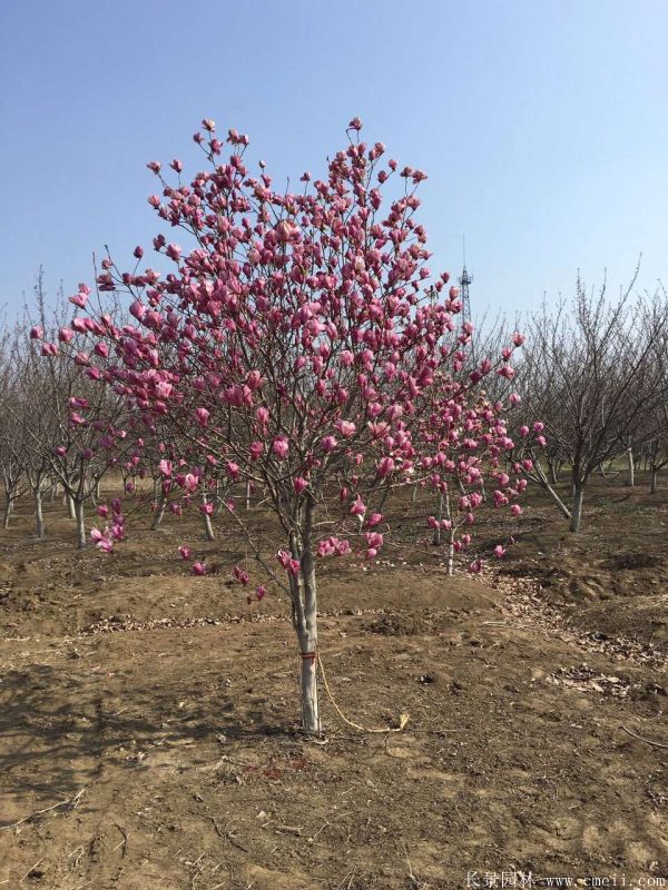 紫玉蘭圖片紫玉蘭基地實拍 紫玉蘭圖片紫玉蘭基地實拍